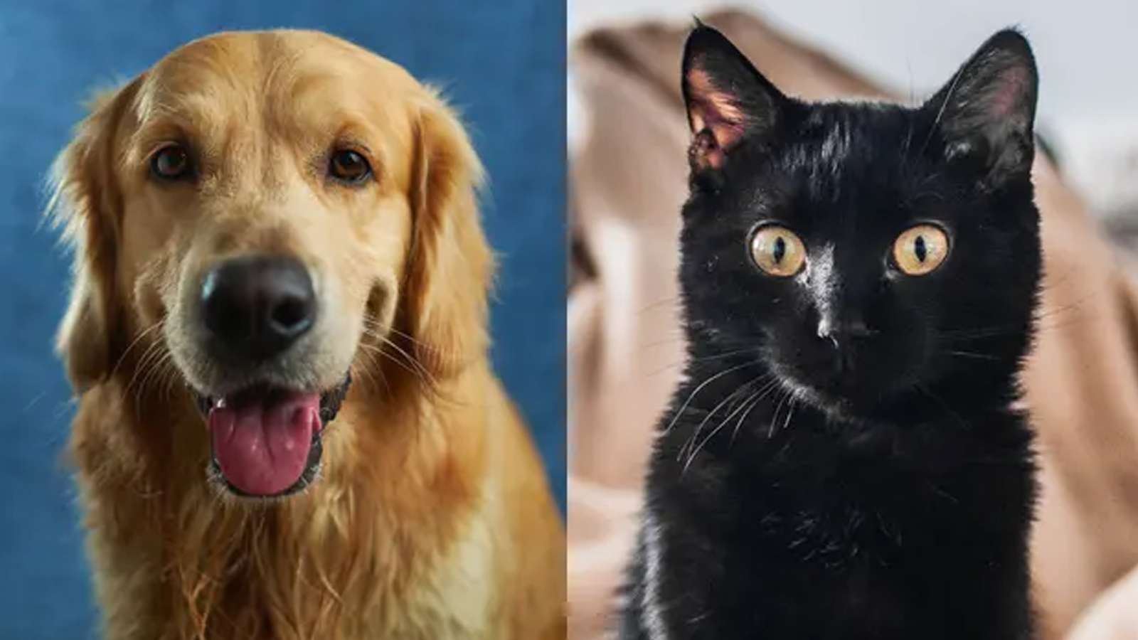 test viral tiktok gato negro golden retriever