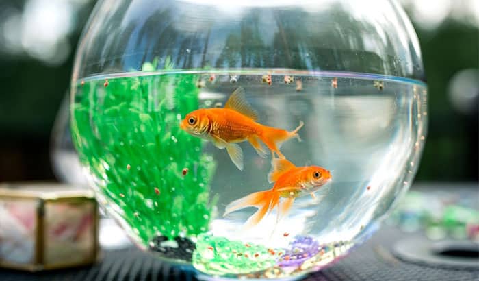 dos goldfish en una pecera
